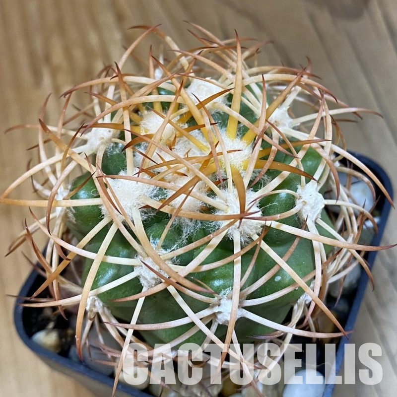 SH33815 Discocactus zehntneri ssp. mirohalfarii MH910, own roots