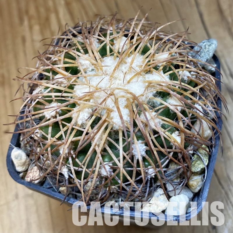 SH33816 Discocactus bahiensis ssp. gracilis, own roots