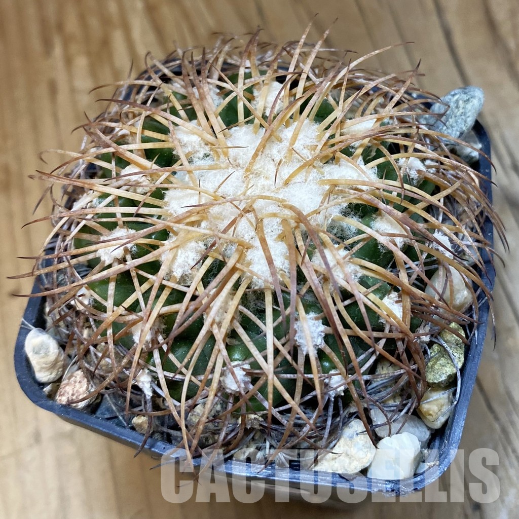 SH33816 Discocactus bahiensis ssp. gracilis, own roots