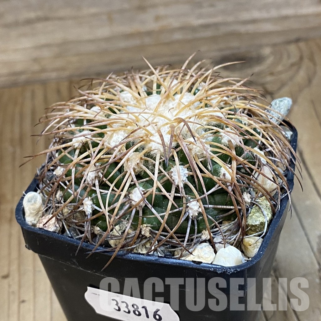 SH33816 Discocactus bahiensis ssp. gracilis, own roots - Image 2