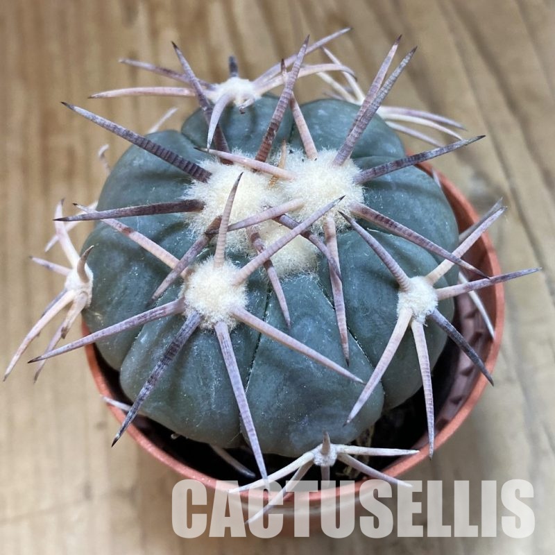 SH33750 Echinocactus horizonthalonius -Las Tablas-