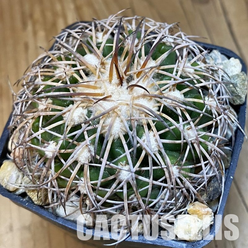 SH33817 Discocactus bahiensis ssp. gracilis, own roots