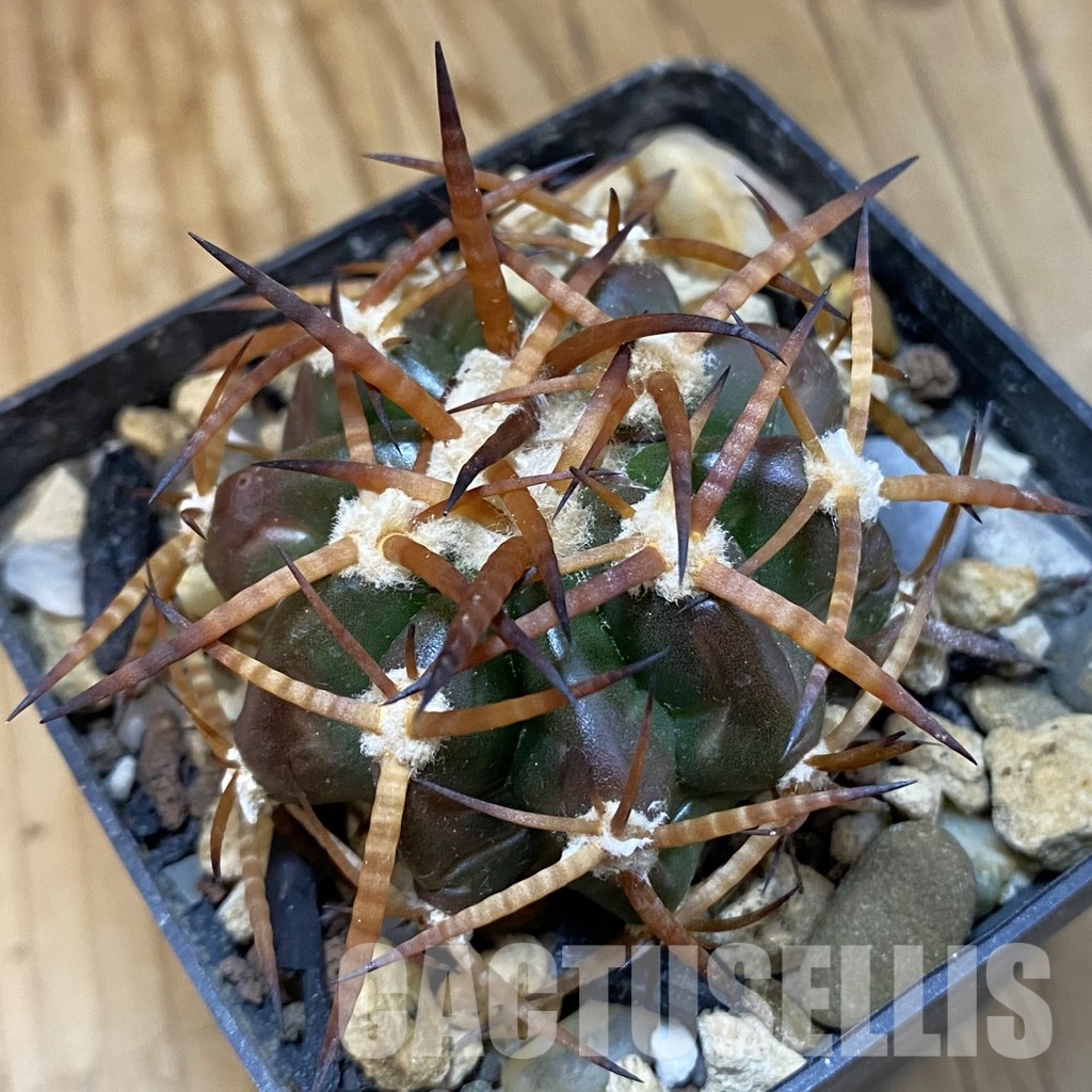 SH33818 Discocactus bahiensis MH 792, own roots
