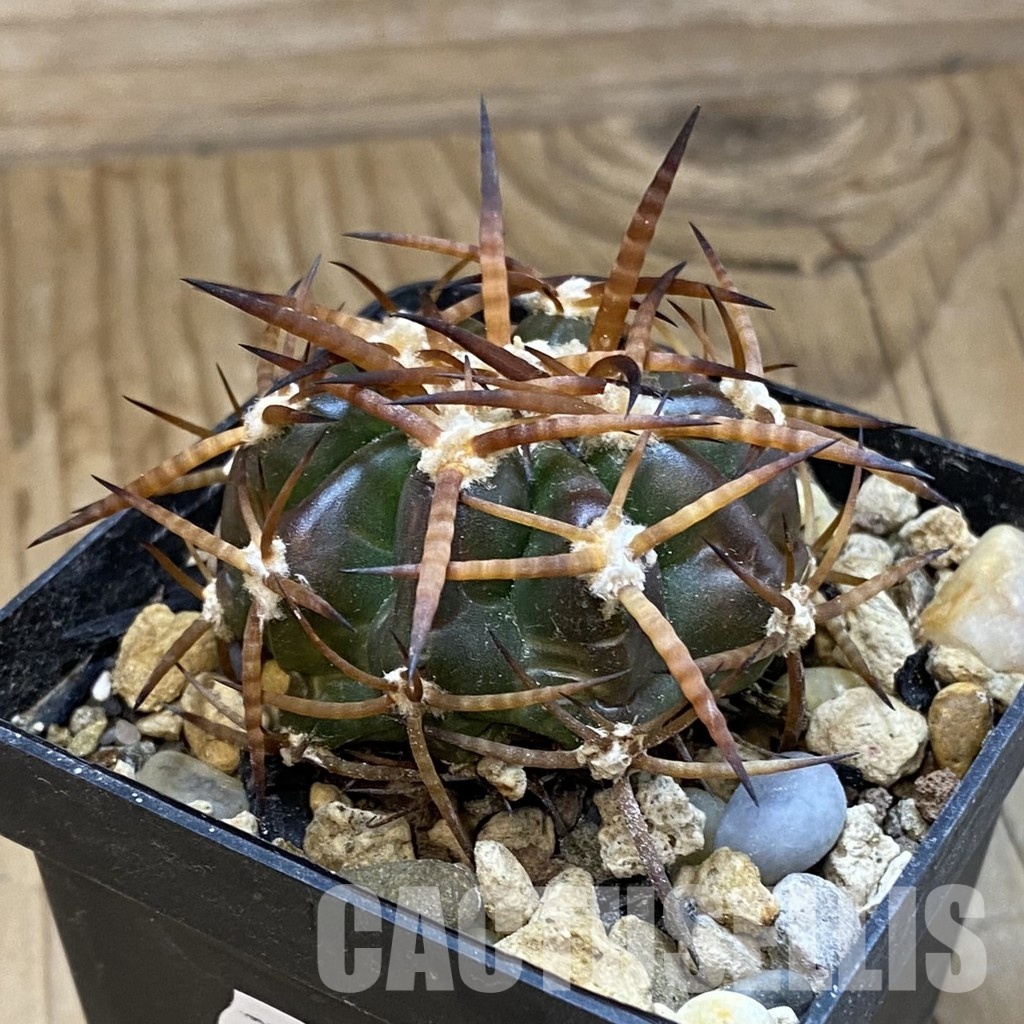 SH33818 Discocactus bahiensis MH 792, own roots - Image 2
