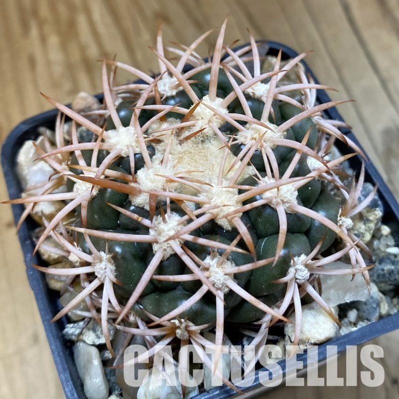 SH33819 Discocactus zehntneri subsp. petr-halfarii MH 725, own roots