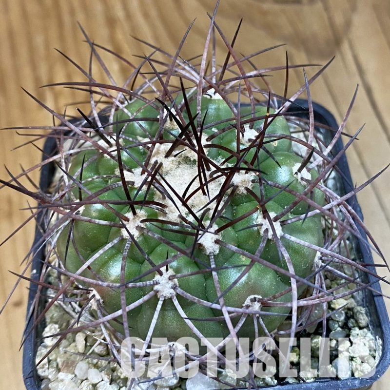 SH33820 Discocactus ferricola MS 228, own roots