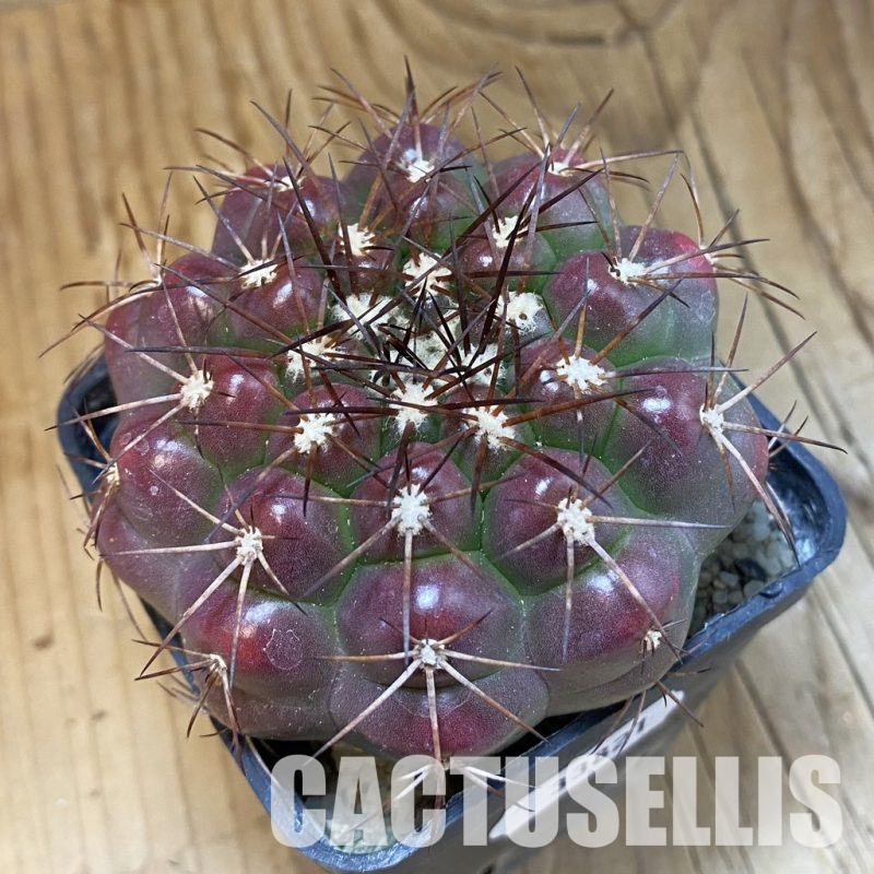 SH33821 Discocactus ferricola MS 228, own roots
