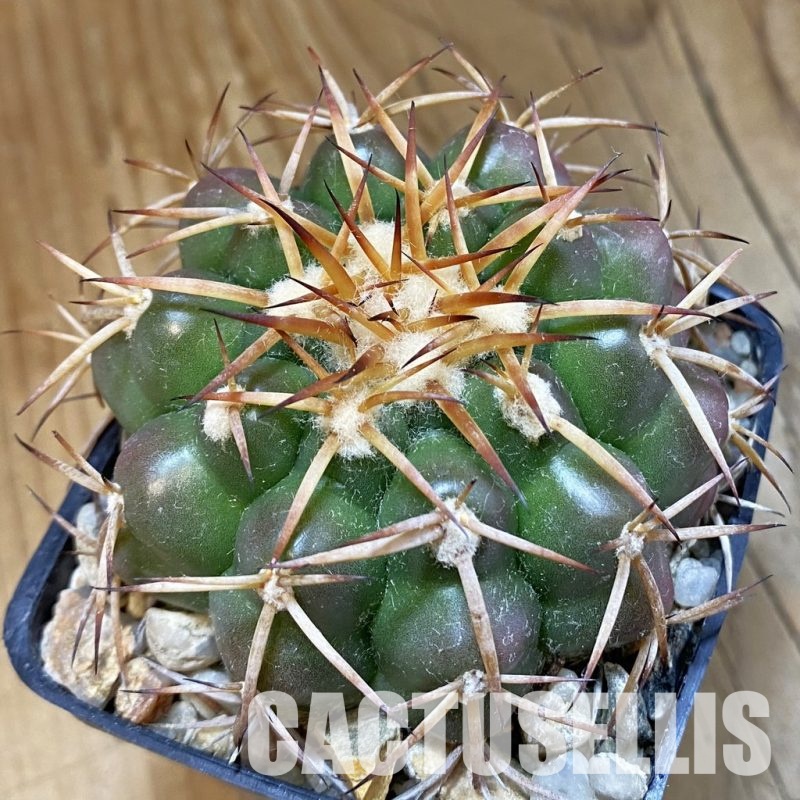 SH33822 Discocactus cangaensis MH 886, own roots