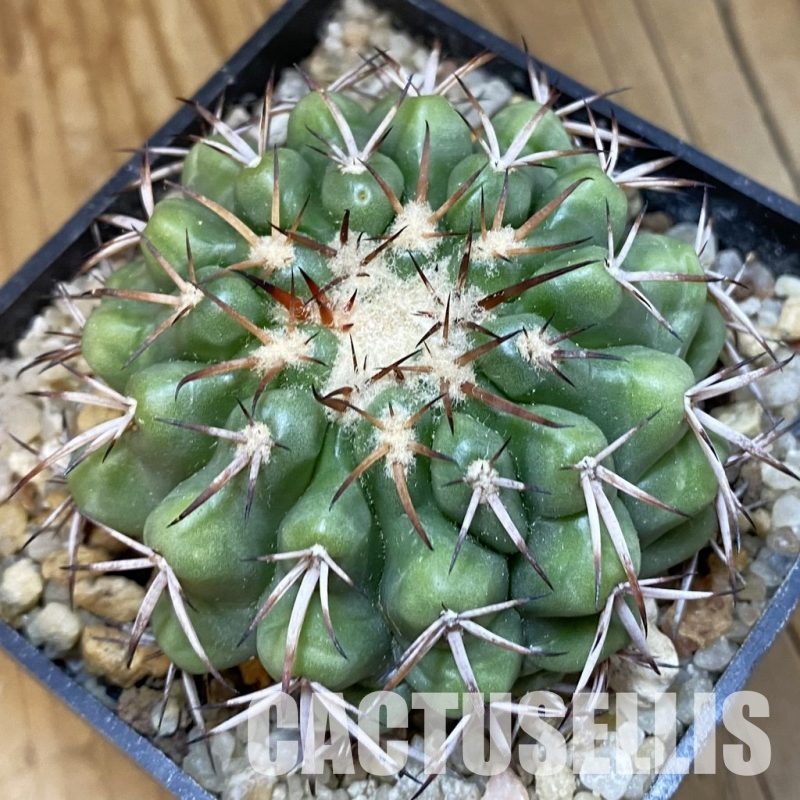 SH33823 Discocactus rapirhizus MH 757, own roots