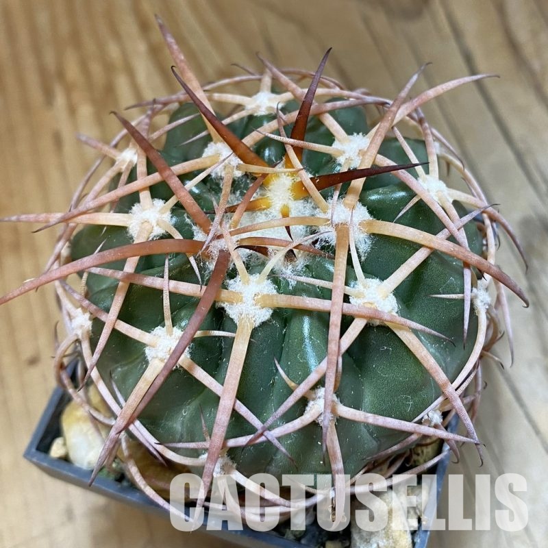 SH33824 Discocactus bahiensis MH 728, own roots