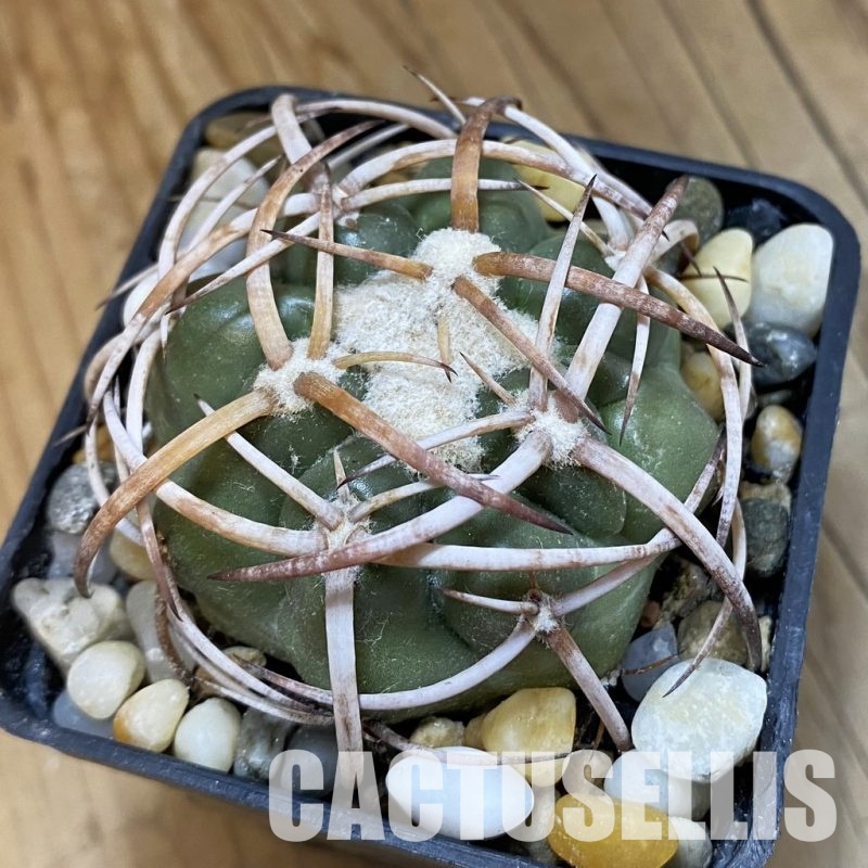 SH33825 Discocactus bahiensis MH 728, own roots
