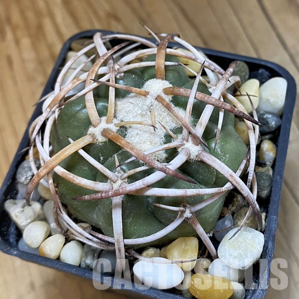 SH33825 Discocactus bahiensis MH 728, own roots