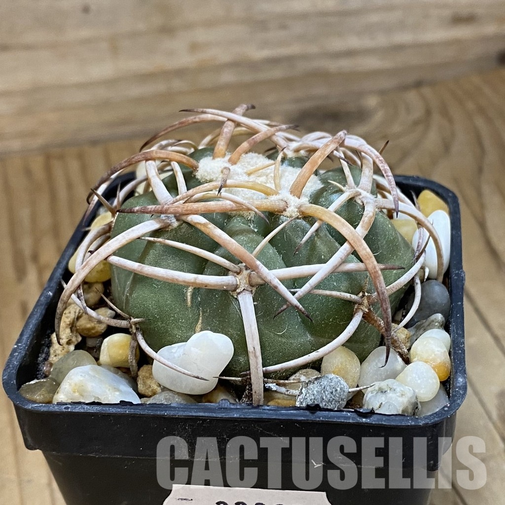 SH33825 Discocactus bahiensis MH 728, own roots - Image 2