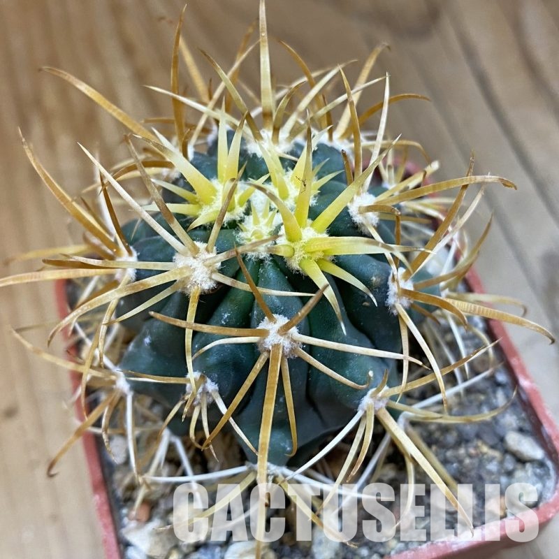 SH33826 Ferocactus chrysacanthus
