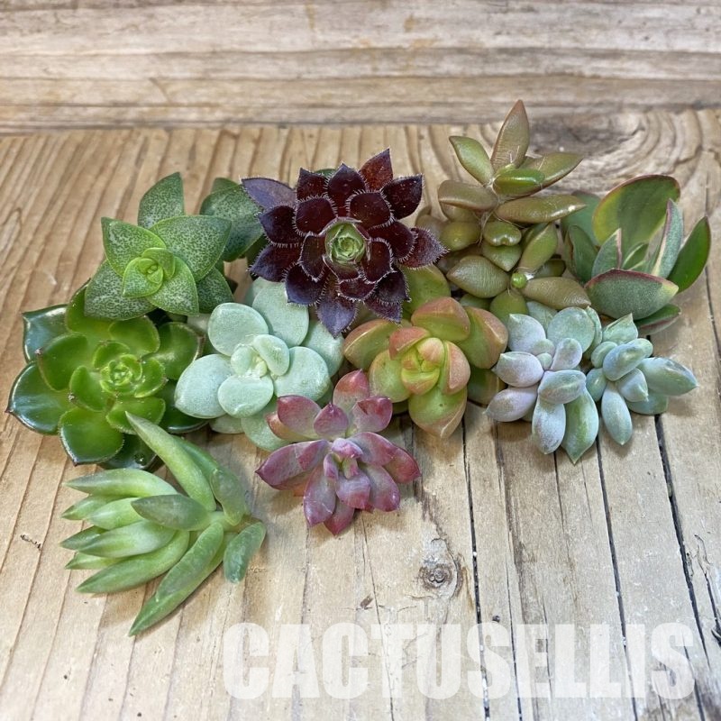 SH33827 Succulents mix, cuted