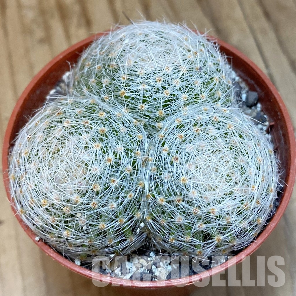 SH33757 Mammillaria lenta