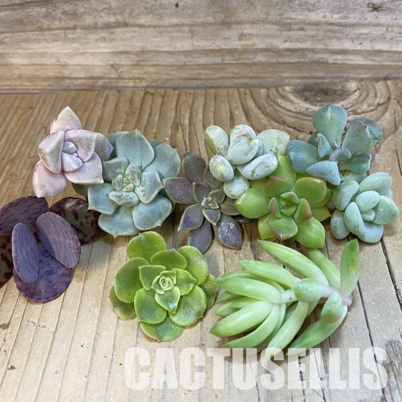 SH33828 Succulents mix, cuted