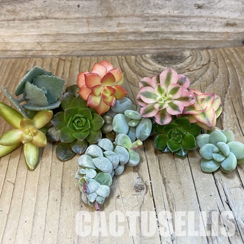 SH33829 Succulents mix, cuted
