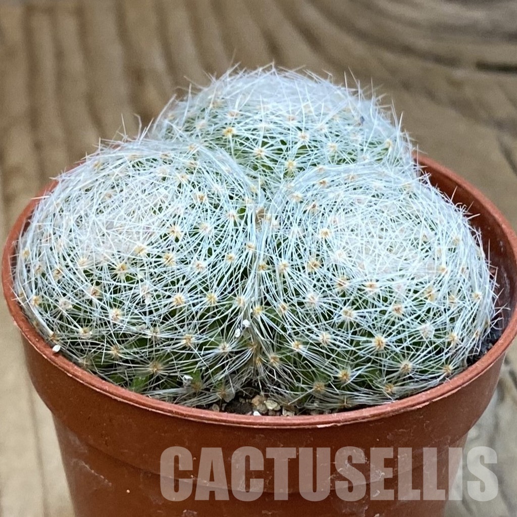 SH33757 Mammillaria lenta - Image 2