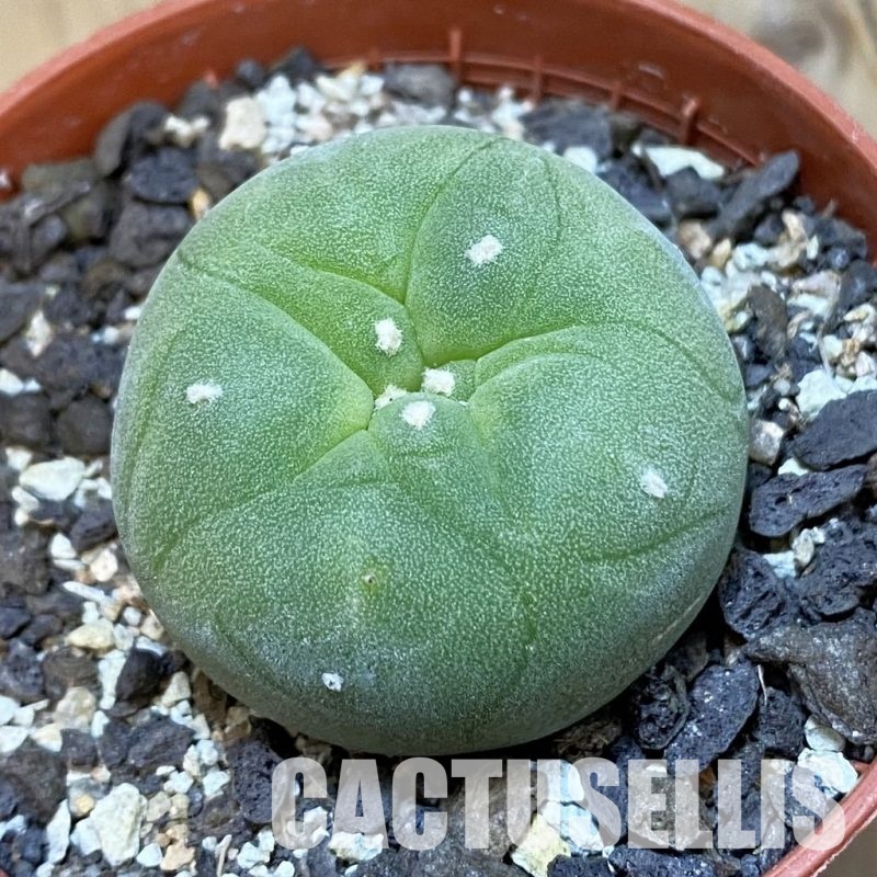 SH33758 Anhalonium diffusa