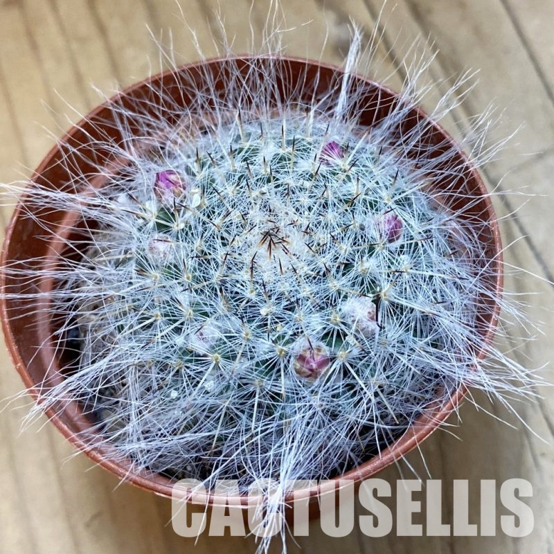 SH33763 Mammillaria hahniana