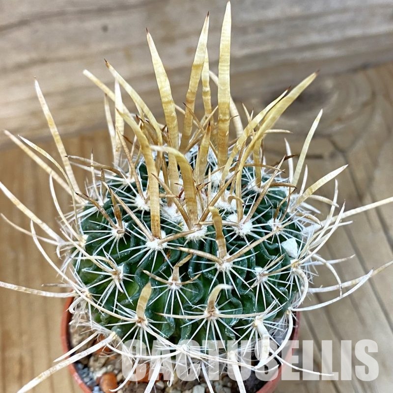 SH33764 Echinofossulocactus erectocentrus