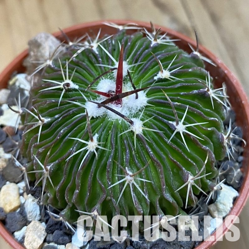 SH33765 Echinofossulocactus multicostatus SB157