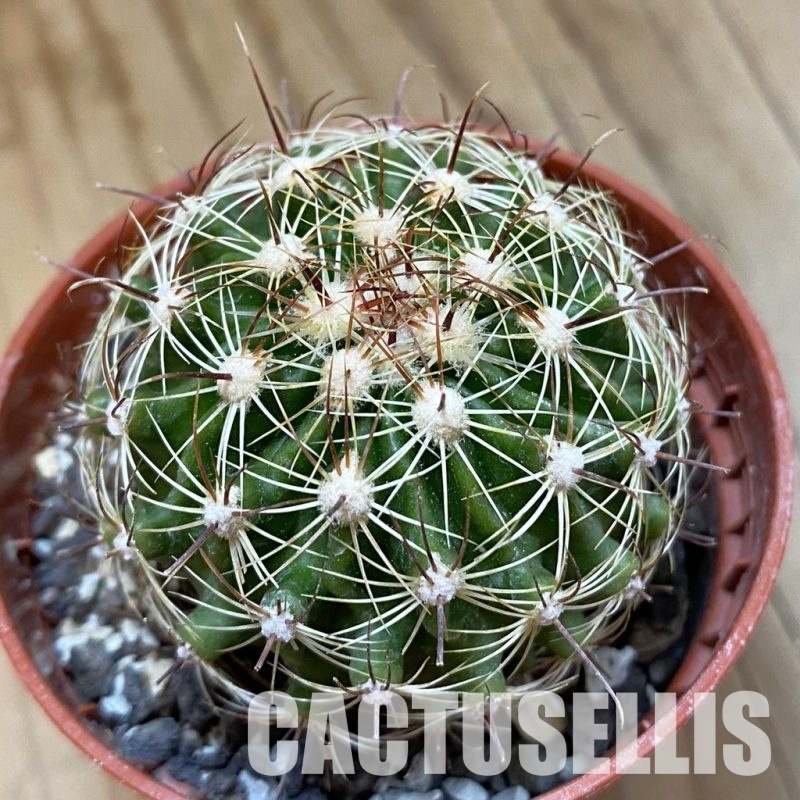 SH33766 Hamatocactus setispinus f. flavibaccatus