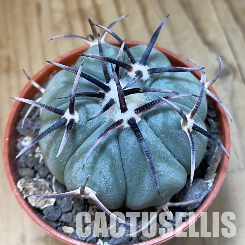 SH33751 Echinocactus horizonthalonius, La Appies