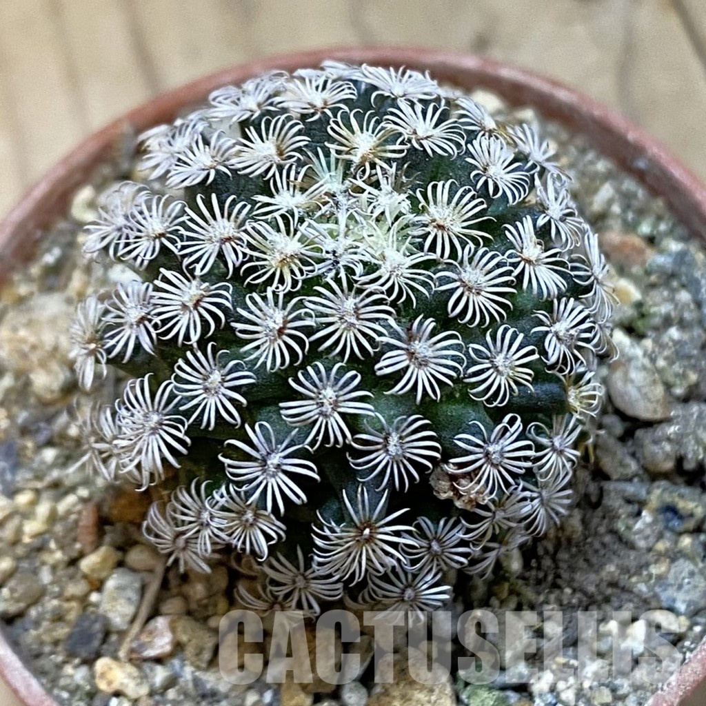 SH33767 Mammillaria hernandezii