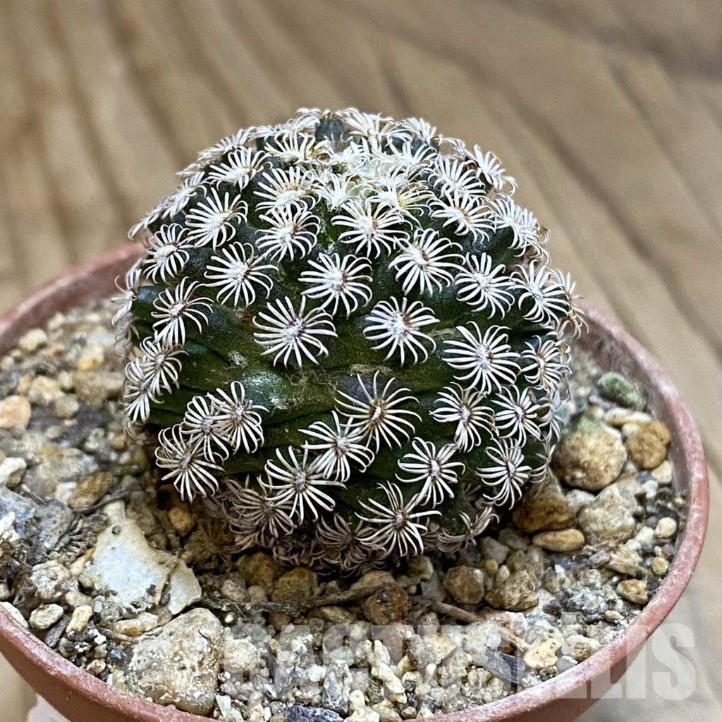 SH33767 Mammillaria hernandezii - Image 2
