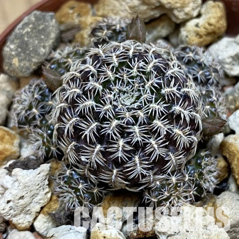 SH33769 Sulcorebutia augustinii LH1721
