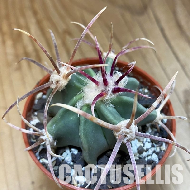 SH33772 Echinocactus parryi