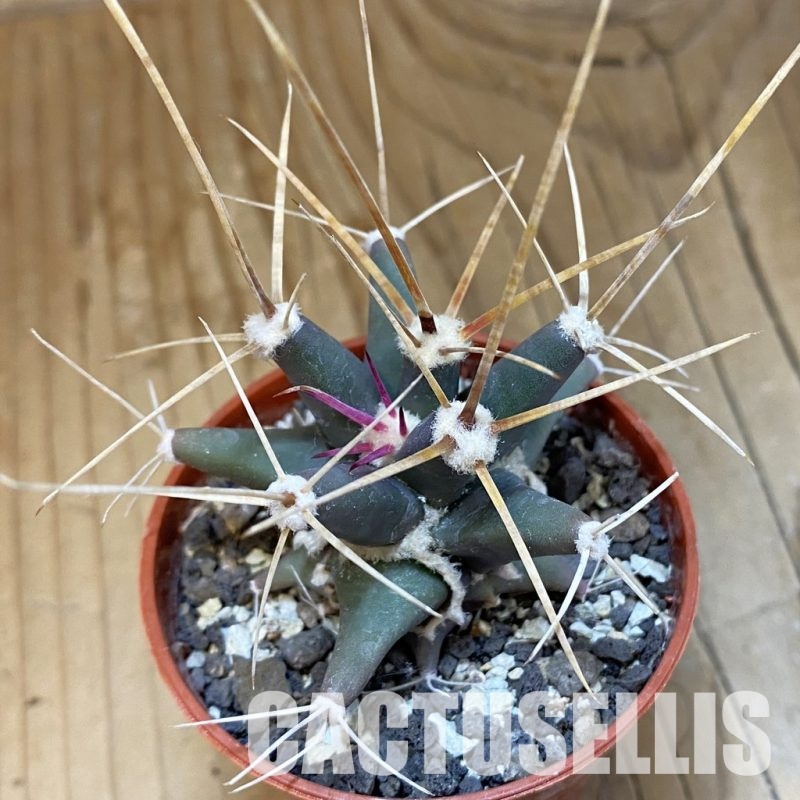 SH33773 Ferobergia seedling