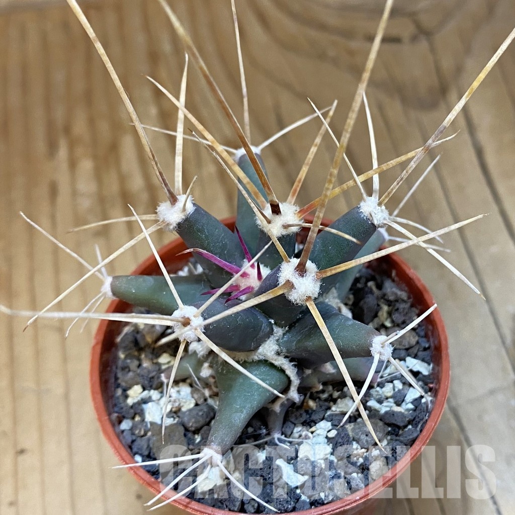 SH33773 Ferobergia seedling