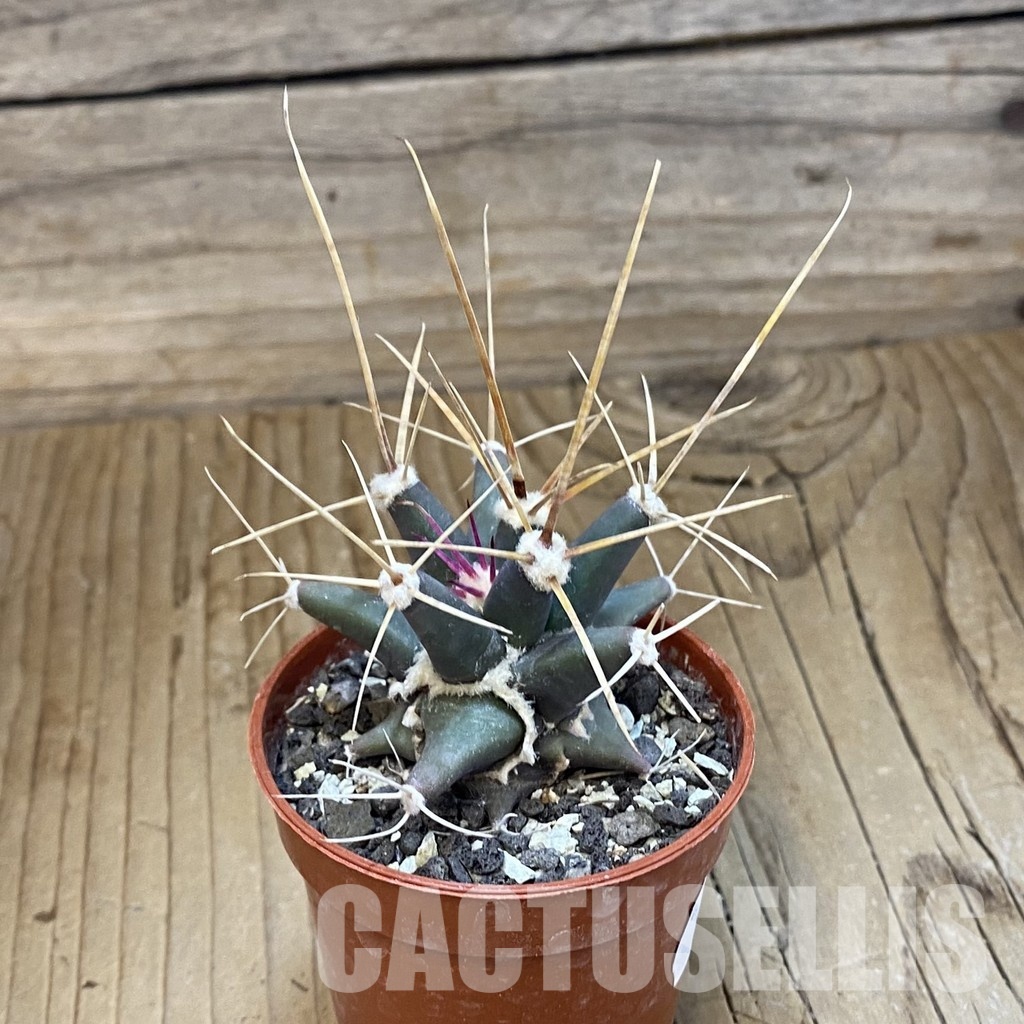 SH33773 Ferobergia seedling - Image 2