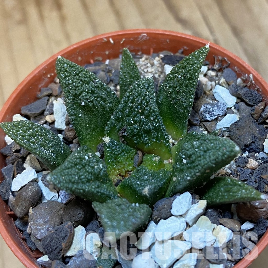 SH33774 Ariocarpus hintonii -Matehuala-
