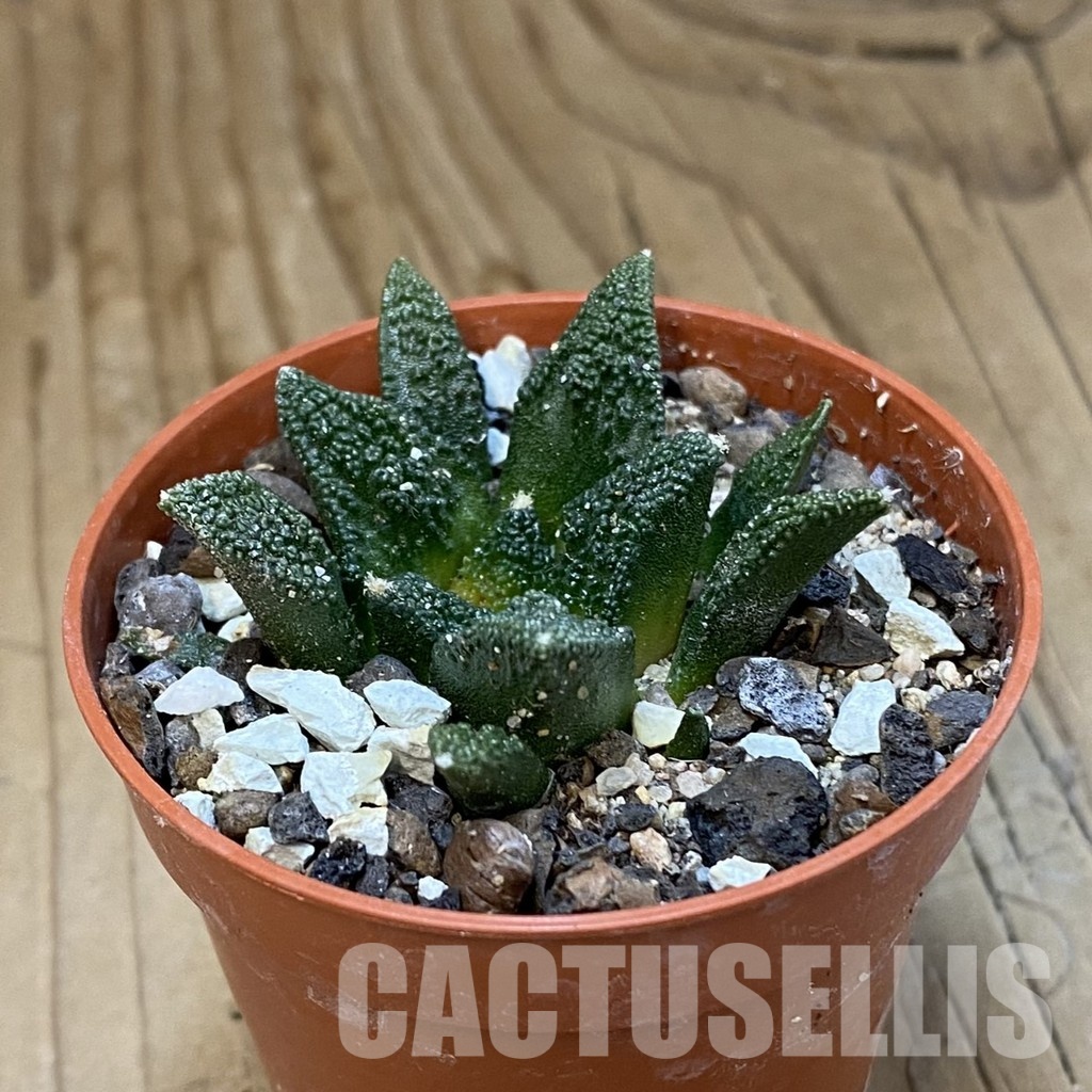 SH33774 Ariocarpus hintonii -Matehuala- - Image 2