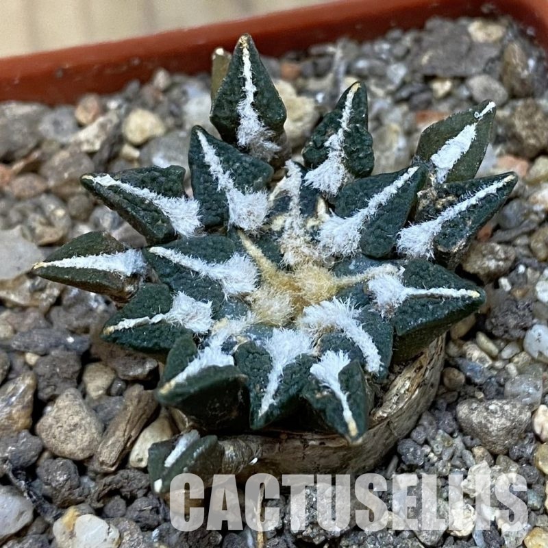 SH33776 Ariocarpus kotschoubeyanus v. macdowellii