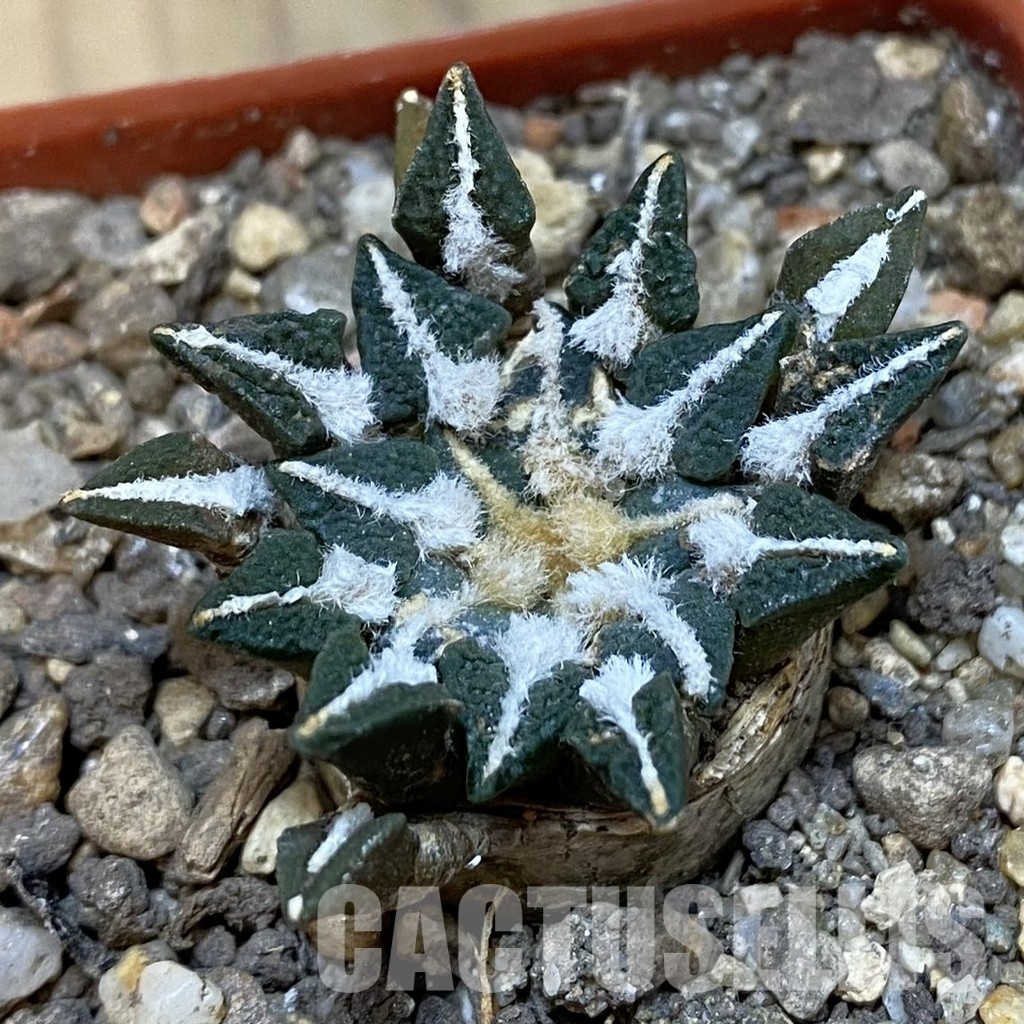 SH33776 Ariocarpus kotschoubeyanus v. macdowellii
