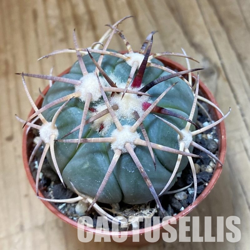 SH33752 Echinocactus horizonthalonius -Tula-
