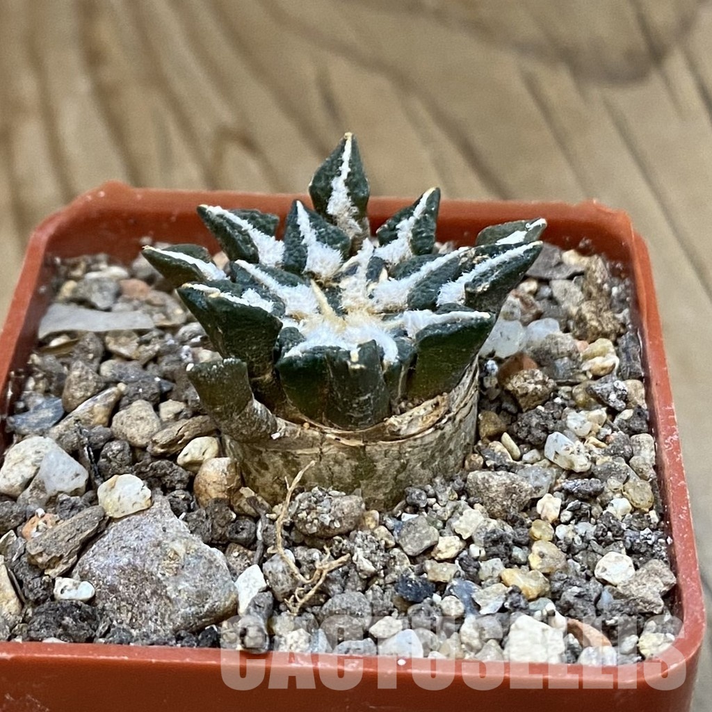 SH33776 Ariocarpus kotschoubeyanus v. macdowellii - Image 2
