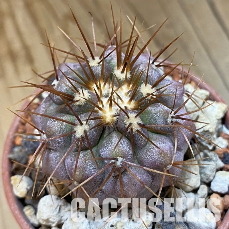 SH33778 Copiapoa gigantea
