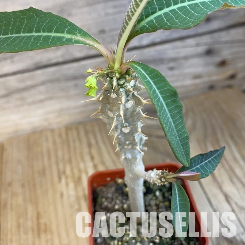 SH33866 Euphorbia perrieri