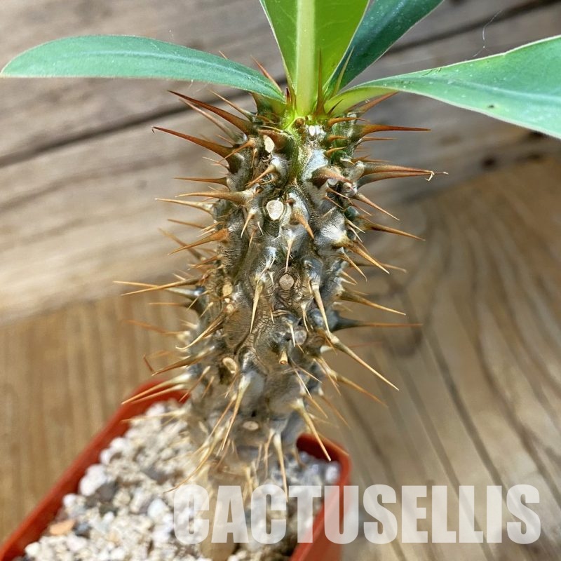 SH33867 Euphorbia didiereoides