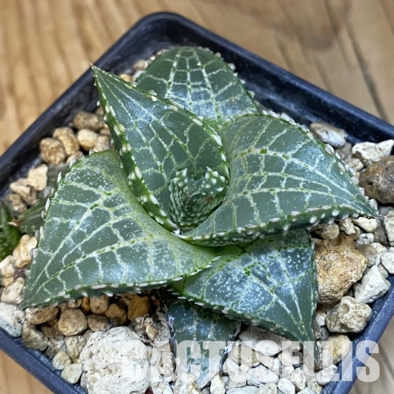 SH33833 Haworthia tessellata ‘Fang’