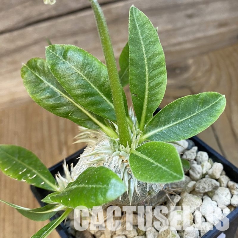 SH33869 Pachypodium brevicaule, grafted