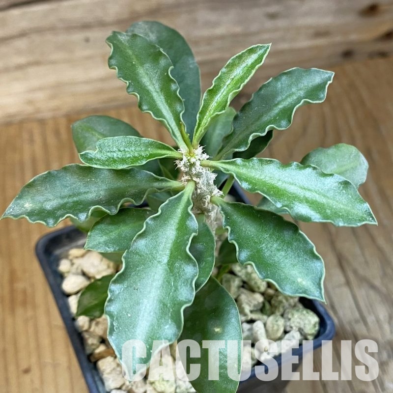 SH33870 Euphorbia cap-saintemariensis