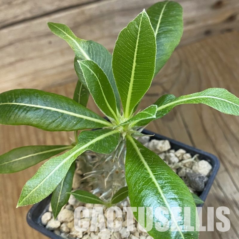 SH33872 Pachypodium horombense
