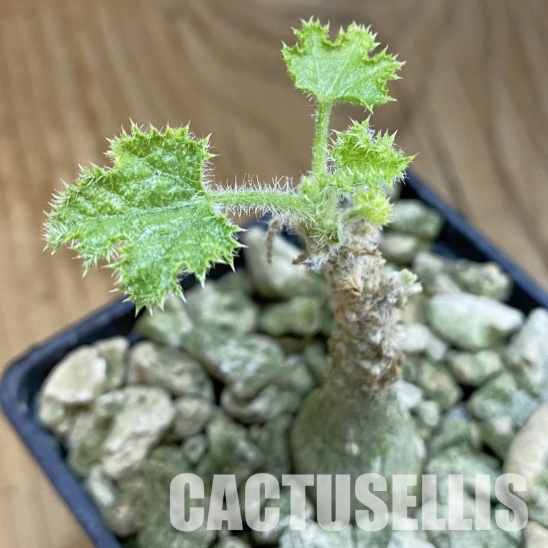 SH33873 Dendrosicyos socotrana
